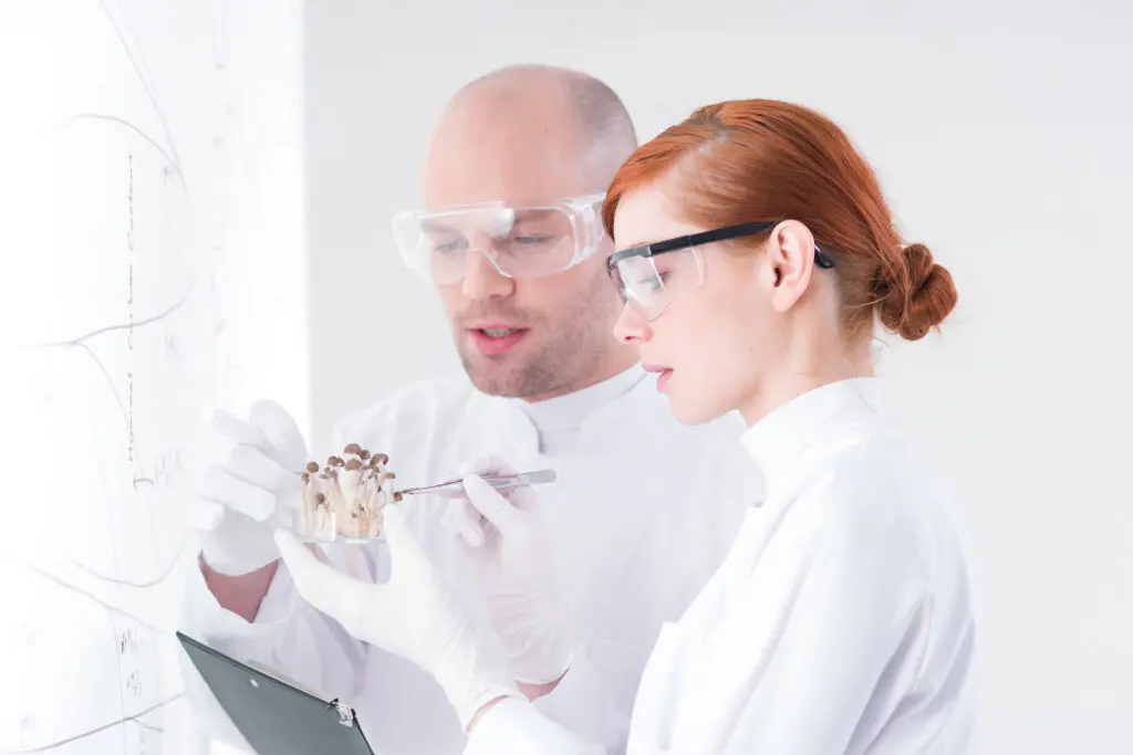 Ученые-микологи в лаборатории исследуют грибы