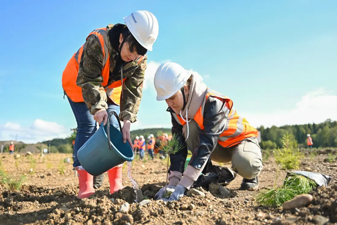 Будущий лес на угольной шахте «Распадская». Фото: Распадская угольная компания