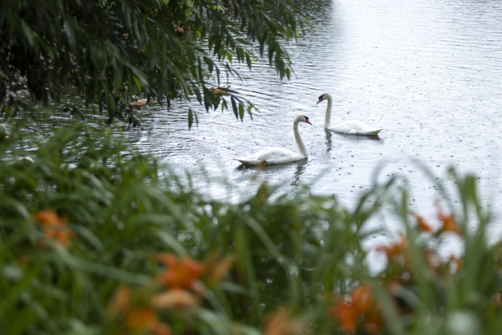 Лебеди на территории Московского НПЗ