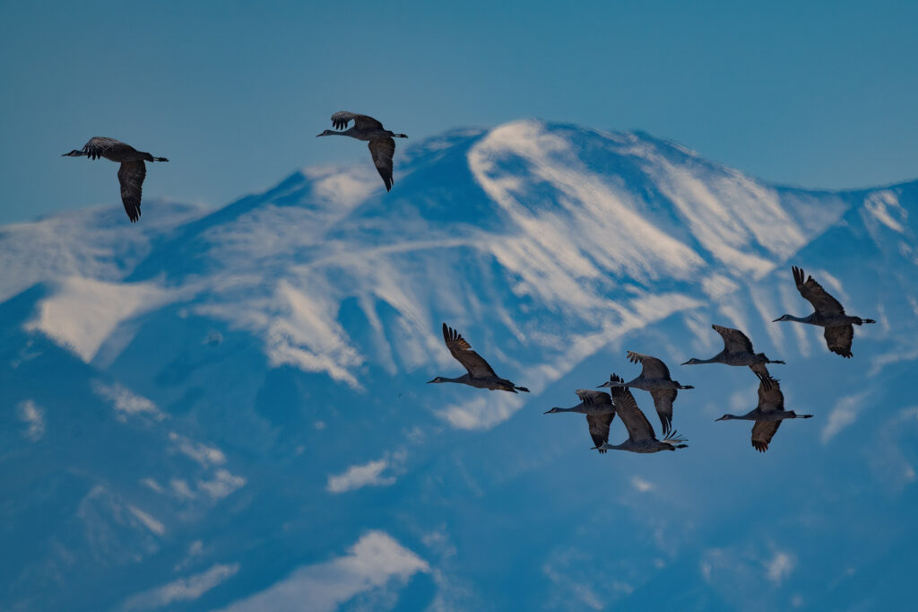 Стая птиц в горной местности