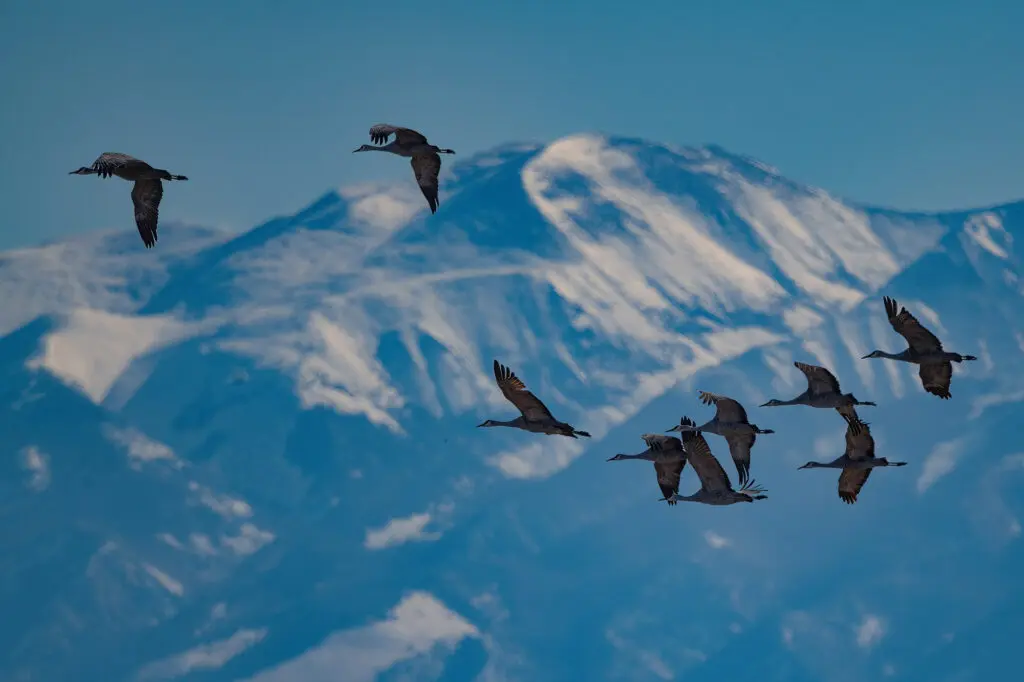 Стая птиц в горной местности
