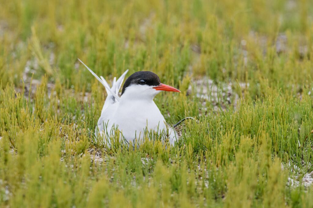 Полярная крачка 