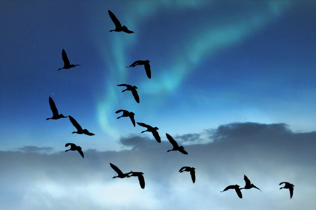 Стая птиц на фоне северного сияния