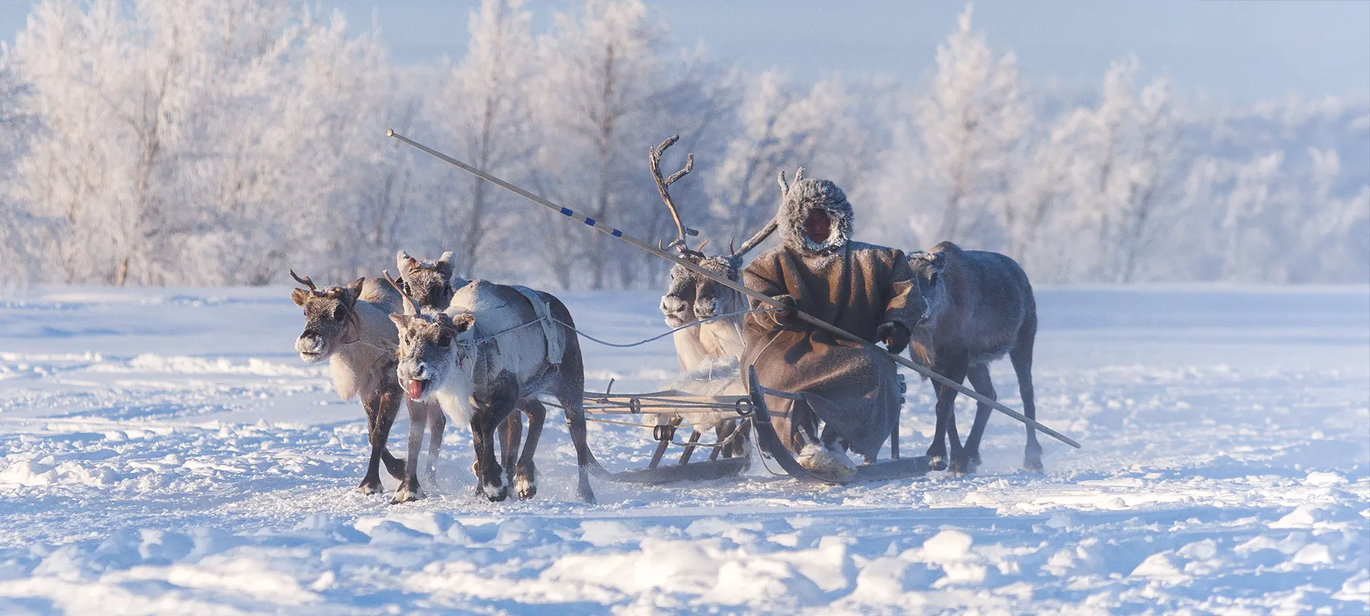 Гонка на оленьих упряжках (нартах)