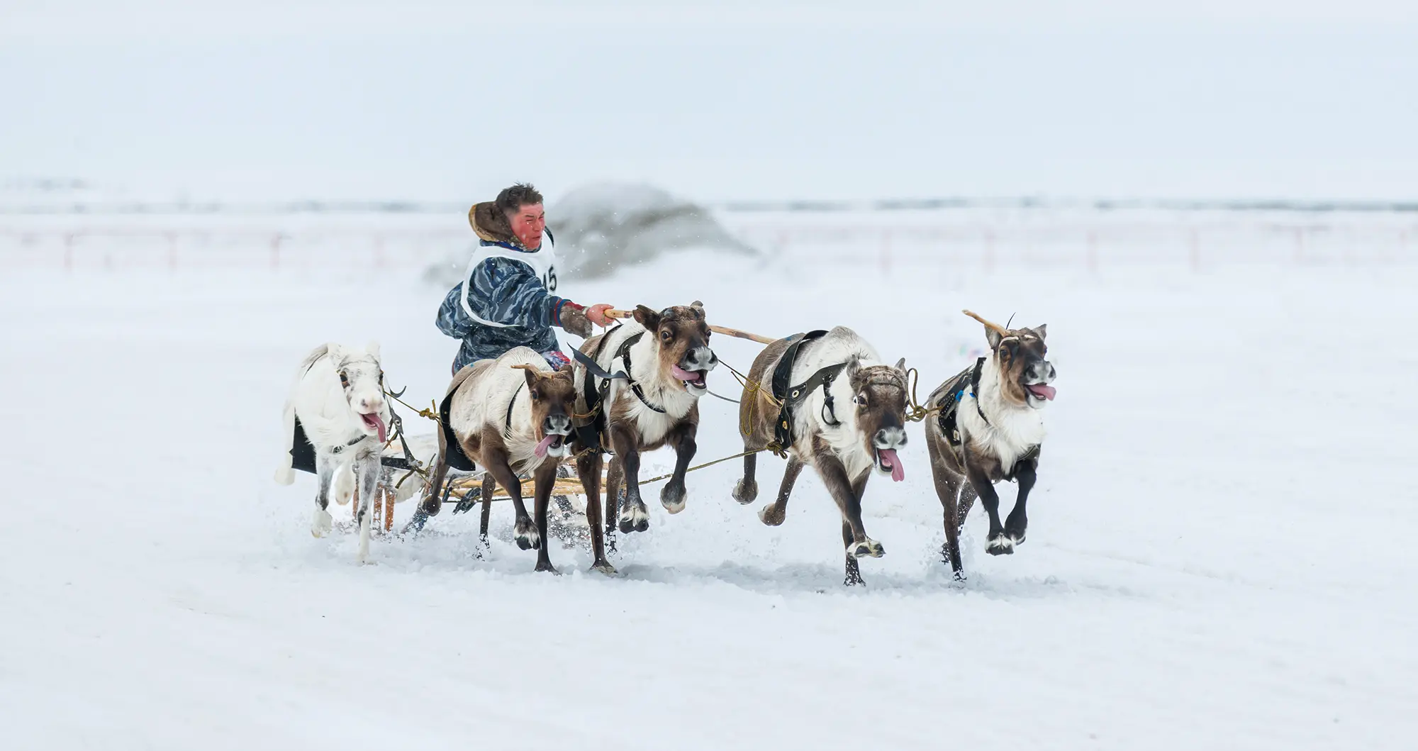 Гонки на оленьих упряжках в Яр-Сале