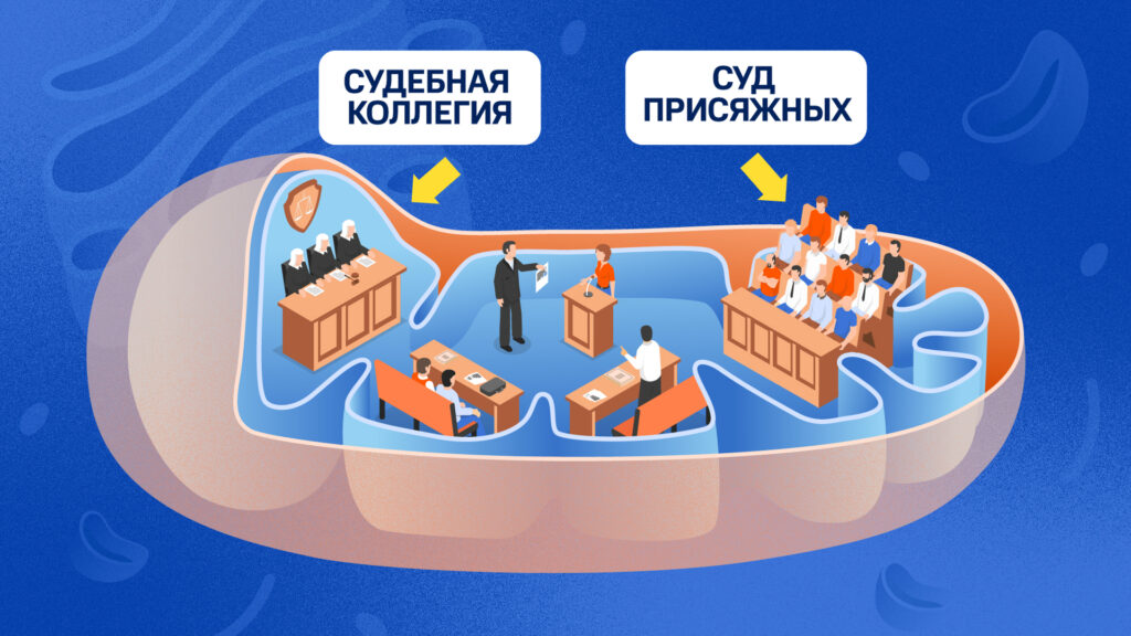 Судебный процесс внутри митохондрии 