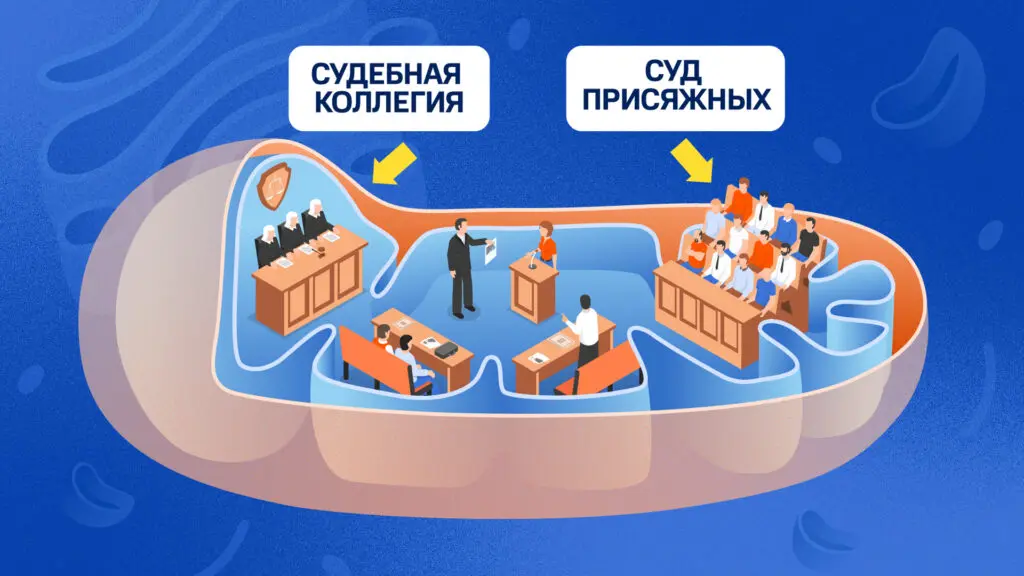 Судебный процесс внутри митохондрии 
