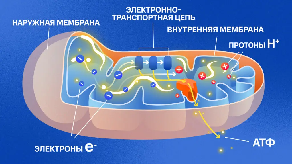 Упрощенная схема энергогенерации внутри митохондрии