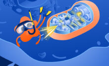 Митохондрия—электростанция внутри клетки организма