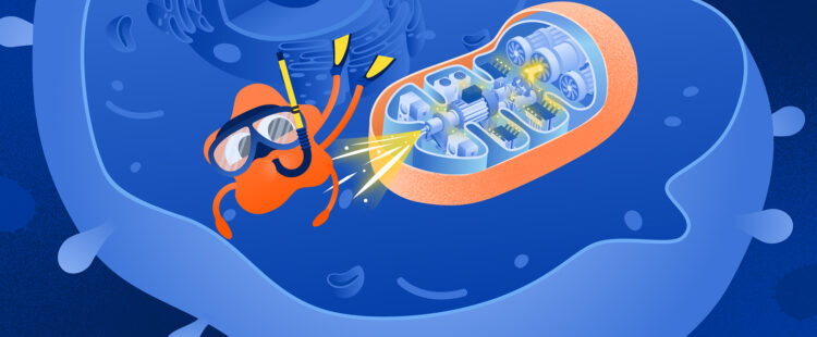 Митохондрия—электростанция внутри клетки организма