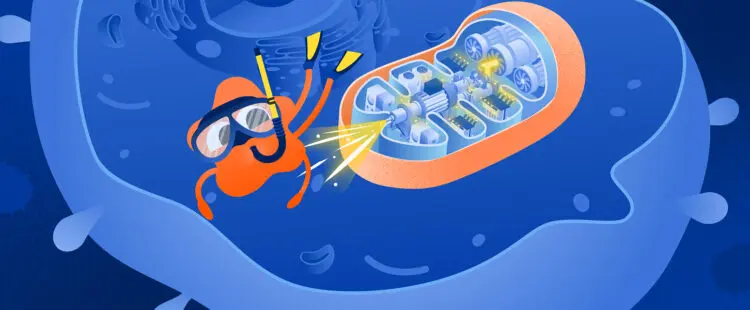 Митохондрия—электростанция внутри клетки организма