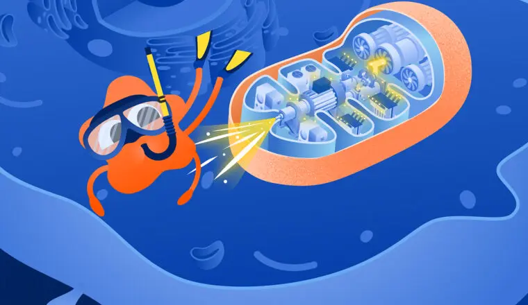 Митохондрия—электростанция внутри клетки организма