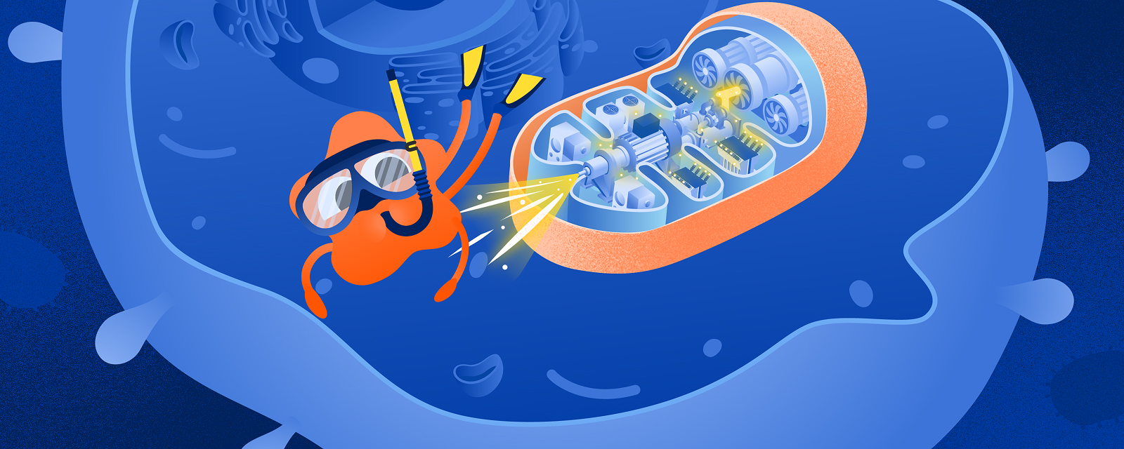 Митохондрия—электростанция внутри клетки организма