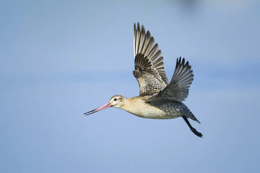 Малый веретенник